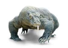 Dragons as Pets? | Santa Clara County Library District