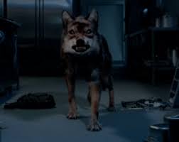 Pin By Wolfbird On Wolf Gifs Anime Wolf Wolf Dogs