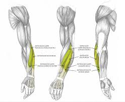 Tutorials and quizzes on muscles that act on the arm/humerus (arm muscles: Muscles Of The Arm And Hand Classic Human Anatomy In Motion The Artist S Guide To The Dynamics Of Figure Drawing