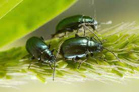 Made from water, vegetable oil (olive oil or canola), and pure organic liquid soap, this potent soapy water solution kills flea beetles and takes care of most pest problems. How To Control And Eradicate Flea Beetles Gardener S Path