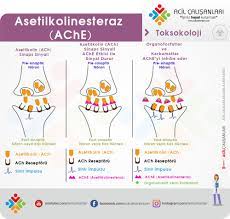 organofosfat ve karbamat zehirlenmeleri acil calisanlari