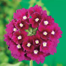 Image result for Verbena × hybrida