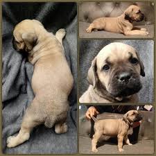 We are cane corso breeders out of akron ohio that produce top quality, champion bloodline. Cane Corso Puppies Ohio