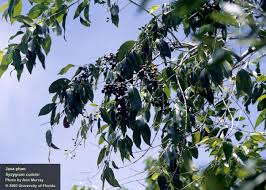 Image result for Syzygium cumini