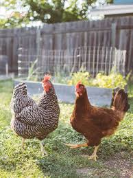 Besides being edible, both meat and eggs, chicken is often a livelihood for some people. Help Kids Learn About The Chicken Life Cycle In 4 Steps