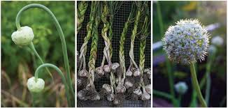 We did not find results for: Plant Garlic In October For Warm Season Scapes Cloves And Blooms Charleston Sc Charleston Magazine