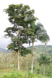 Image result for Pterocarpus