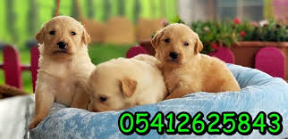 Golden Fiyatlari Golden Retriever Retriever