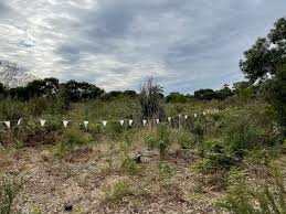 Image result for Lipotriche robinsonii