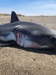 Great whites can live up to 60 years, maybe more. Those Aren T Baby Great White Sharks Washing Up On The Oregon Coast Kcby