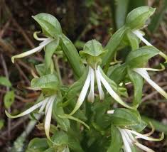 Image result for Bonatea antennifera