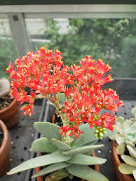 Image result for Crassula perfoliata