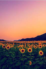When you love nature and the beauty it provides. Iphone Wallpaper Sunflowers Nature Photography Scenery Sunflower Wallpaper