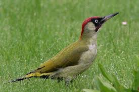 Pic Vert Oiseaux Des Jardins Oiseaux De France Animaux
