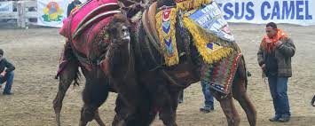 I started reading the book on monday. Battle Of The Beasts Camel Wrestling In Turkey