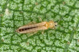 Image result for Onion Thrips