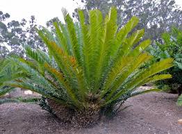 Image result for Cyathula natalensis