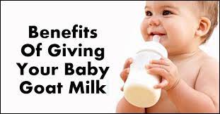 Goat Milk For Babies When To Give And What Are Its Benefits