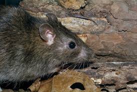 58 howard st, belfast bt1 6pj, united kingdom. Report Rat And Noise Problems In Your Area Ashton Community Trust
