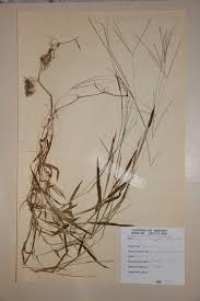 Image result for Digitaria longiflora