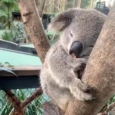 Tim Faulkner On Instagram Gizmo The Koala Is Such A Sleepy Boy Thisiscentralcoast Australia Fun Viral Cute Koala Cute Animals Koala Bear