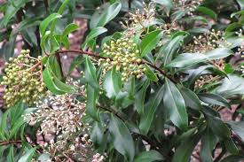 Image result for Ardisia staudtii