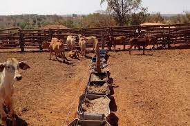 E para auxiliar a decisão dos. Como Ter Lucro Confinando 20 Cabecas De Gado Compre Rural