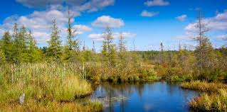 Tamarack powersports accessories, ashland, ohio. Trees Of The Adirondacks Tamarack Larix Laricina