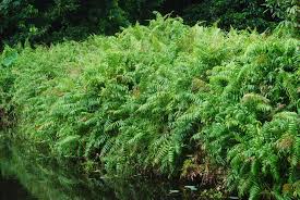 Image result for Stenochlaena