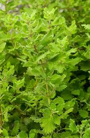 Image result for Tetradenia