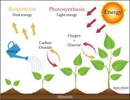 How Climatic Factors Affect Crop Production (Plant growth)