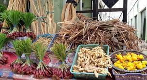 Tak Hanya Bajakah Inilah Tanaman Obat Andalan Suku Dayak