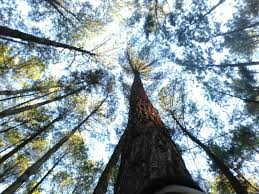  Hutan Pinus Samparona Hutan