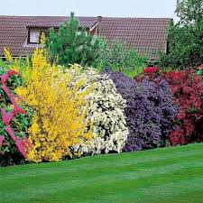 If you need privacy in your yard, but don't want to—or can't—install a fence, you still have plenty of options. Privacy Plants A Living Fence For Your Outdoor Area