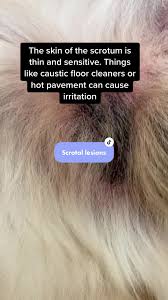 Image result for scrotum dog skin peeling