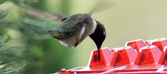 Maybe you would like to learn more about one of these? The Best Hummingbird Feeders Ever Be Your Own Birder