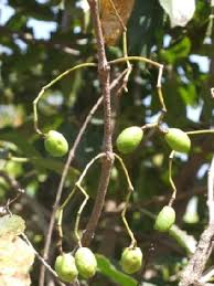 Image result for Elaeodendron matabelicum