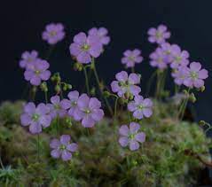Semez les graines sur les pastilles de tourbe et recouvrir les graines avec une fine couche de tourbe (environ 2. Drosera Pulchella X D Nitidula Pygmy Sundew Gemmae 5 Pcs