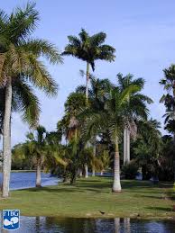 Image result for Roystonea oleracea