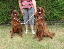 Great savings & free delivery / collection on many items. Irish Setter Rescue Group Charitable Trust Uk Home Facebook