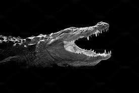 Diagram of crocodile showing neck scales nostrils eyes. Crocodile On Dark Background Dark Backgrounds Background Crocodile Images