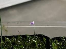 Image result for Utricularia appendiculata