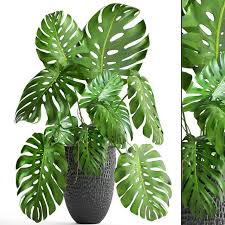 Monstera 3d Model Max C4d Obj 3ds Fbx Lwo Stl 3dexport Com By Deckorator Plants Monstera Model