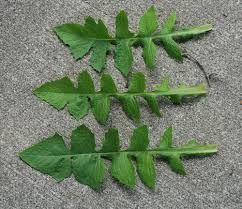 Image result for Lactuca ugandensis