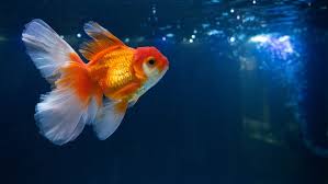 There are varying opinions as to whether such food should be served raw or lightly cooked (for about a minute or so in boiling water). What Do Goldfish Eat 3 Foods You Should Feed Your Fish It S A Fish Thing