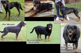 You should try to weigh your dog. How To Know If My Dog Is Too Skinny Fit Or Overweight Firepaw Dog Treadmills For Dogs With A Temper