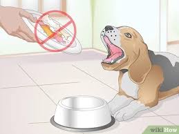 Do dogs require vitamin supplements like humans? How To Feed An Older Dog With Kidney Disease 15 Steps