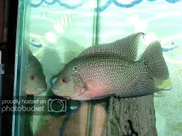 cichlid forum zz flowerhorn a pictorial growth chart