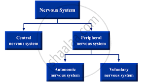 The nervous system performs many different tasks and enables the human being, for instance, to smell or speak. Draw A Flow Chart To Show The Classification Of The Nervous System Into Various Parts Science Shaalaa Com