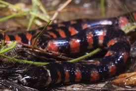 Image result for Hydrops triangularis